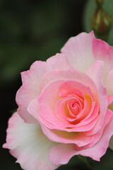 薔薇（マチルダ）
