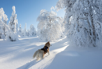 Siberian husky in the winter forest