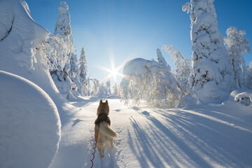 Siberian husky in the winter forest