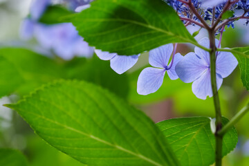 紫陽花の後ろ姿