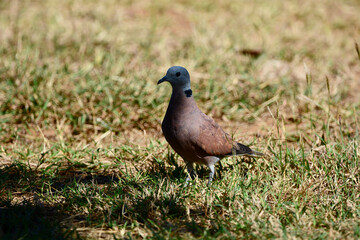 Fototapeta premium bird on a ground