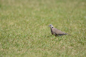 bird on a ground