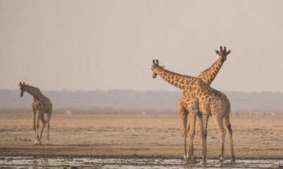 &ntilde;lkl&ntilde;k&ntilde;