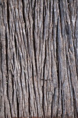 Beautiful Old Bark Pattern Background