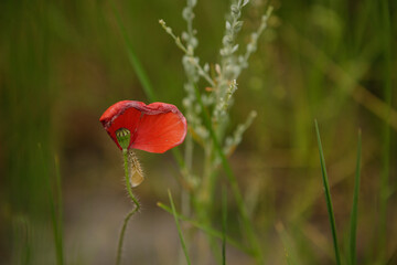 red poppy in the field