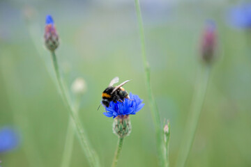 blue flowers with a bee on a meadow