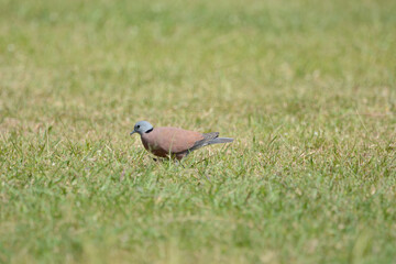 bird on a grass
