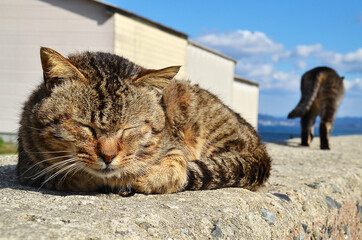 福岡県・相島 堤防で眠る猫と離れていく猫