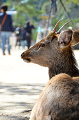 広島県宮島・遠くを眺める後ろ姿の鹿の横顔