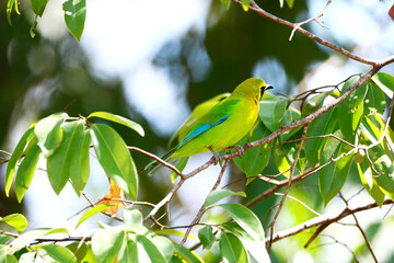 Blue-winged Leafbird on a branch