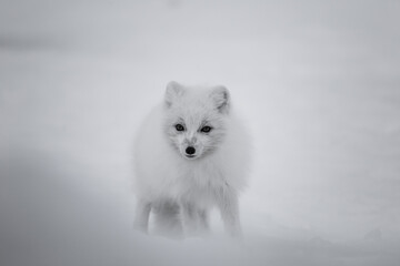 Lis polarny na południowym Spitsbergenie