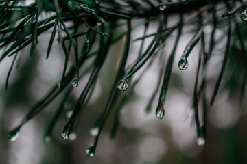 reflection in a drop of water on the hveo remaining after the rain