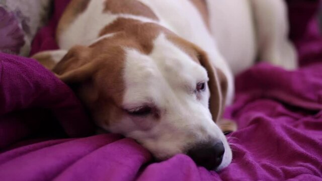 Old beagle lying on a purple blanket indoors and slowly blinking as it falls asleep