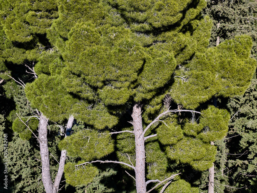 Wall mural green trees sicily