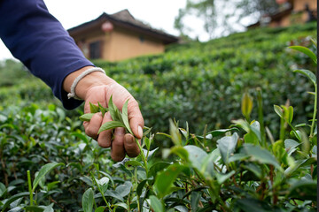 Ban Ruk Thai  Mae Hong Son tea farm