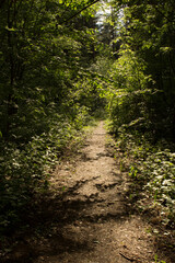 Fototapeta premium A narrow path or road through a deciduous summer green forest or park. A path in the sun, like a tunnel.