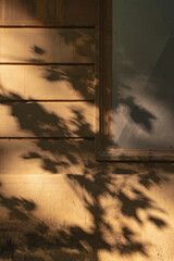 typical Barcelona building texture with sunlight and tree shadow vertical