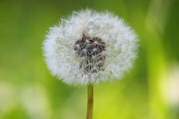 one white fluffy dandelion in the forest