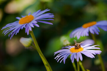 Obraz premium bee on a blue daisy with a green background