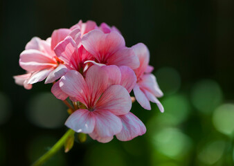 

small delicate pink flowers on a green background