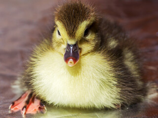 Cute little yellow goslings, selective soft focus