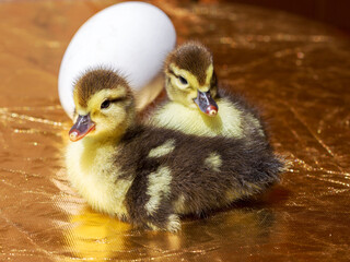 Cute little yellow goslings hatched from an egg, selective soft focus