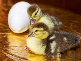 Cute little yellow goslings hatched from an egg, selective soft focus