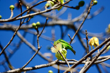 golden-fronted leafbird on a branch