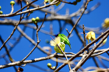 golden-fronted leafbird on a branch