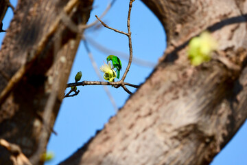 golden-fronted leafbird on a branch