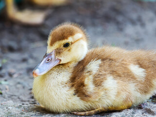 Cute little yellow goslings, selective soft focus