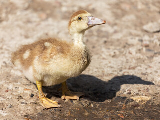 Cute little yellow goslings, selective soft focus