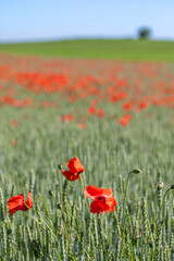 Mohn Feld