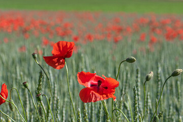 Obraz premium Pole maków