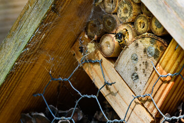 Red mason bee leaving bee hotel