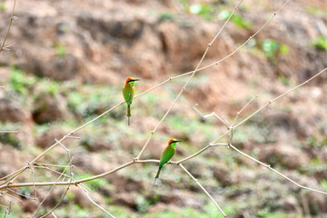 Little green bee-eater is on a branch