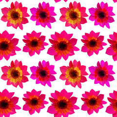 Seamless pattern of asters isolated on white. Seamless floral pattern of gouache paints. Beautiful original pattern for design and decoration