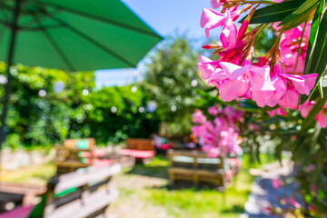 Fototapeta na wymiar Pink flowers blooming with blury background. Background image of interiors in a countryside cafes in caucasus region. Georgia. 2020
