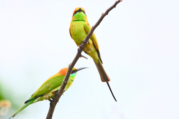 Little green bee-eater is on a branch