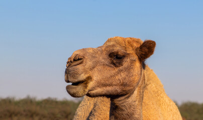 African Camel in the Namib desert.  Funny close up. Namibia