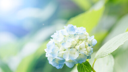 陽が射し込む薄青いアジサイの花