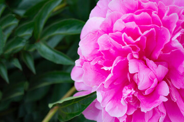 Pink peony flower close-up on a background of green leaves.