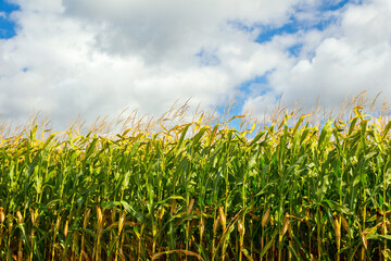 Corn field, corn on the cob. Selective Focus
