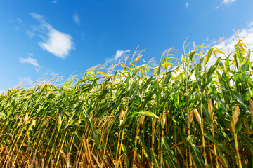 Fototapeta premium Corn field, corn on the cob. Selective Focus