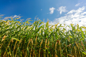 Fototapeta premium Corn field, corn on the cob. Selective Focus