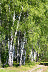 Fototapeta premium Authentic beautiful summer landscape birch grove on a clear sunny day
