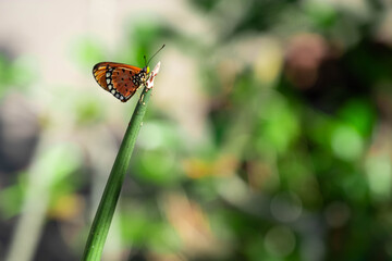 beautiful butterfly perched on a branch Behind the bokeh
