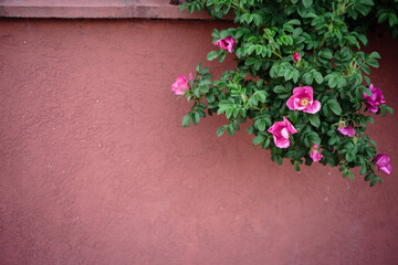 Rosehip bush, dog rose on the pink fence background. Copy space. Design elements.
