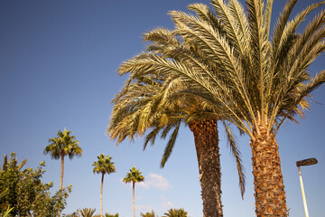 tall palm trees against clear blue sky at sunny day