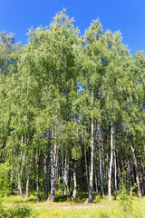 Authentic beautiful summer landscape birch grove on a clear sunny day